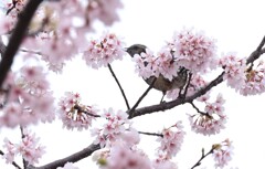 桜-3