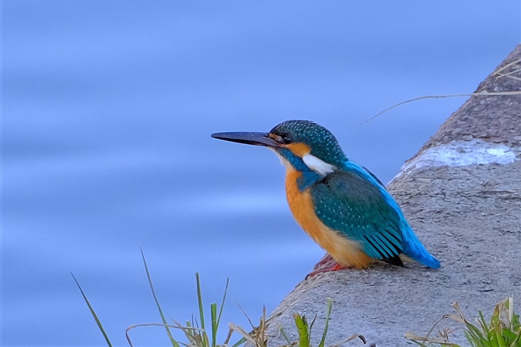 散歩の途中で。3