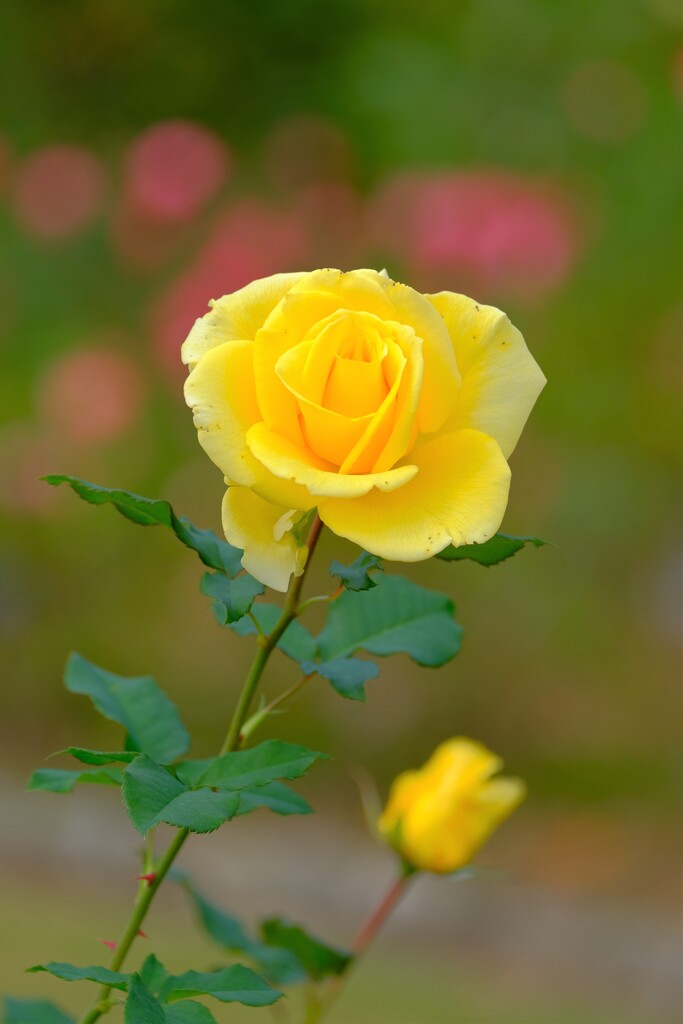 散歩の途中で、Ⅱ