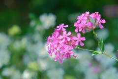 散歩の途中で。