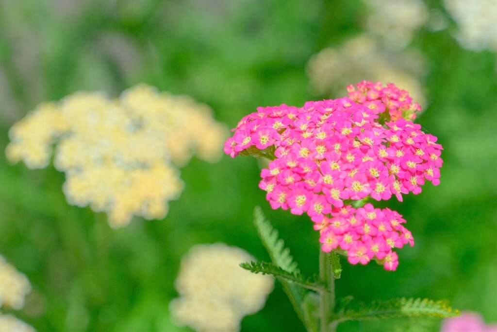 散歩の途中で。6