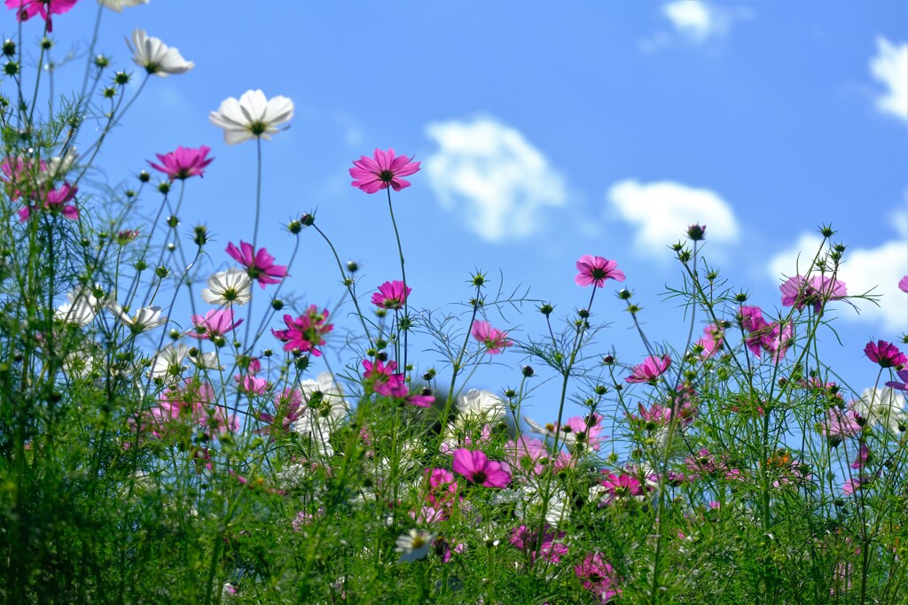 散歩の途中で。１