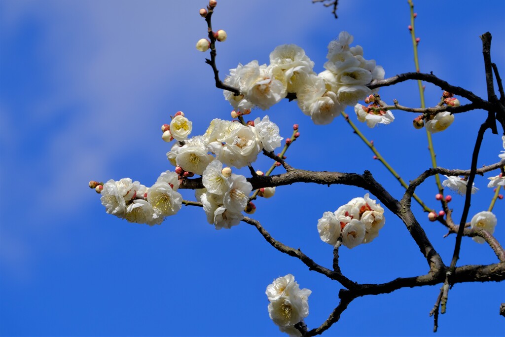 散歩の途中で。4