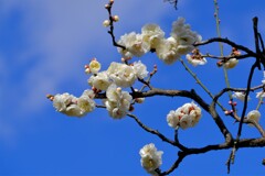 散歩の途中で。4