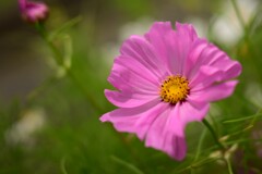 コスモス
