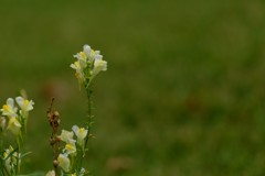 DSCF7615