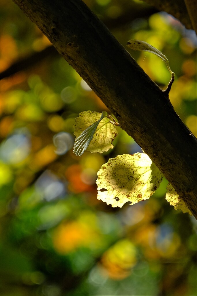 散歩の途中で。Ⅴ