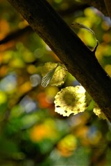 散歩の途中で。Ⅴ