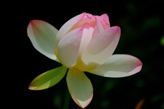 散歩の途中で。