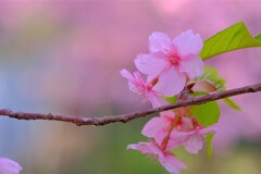 散歩の途中で。Ⅲ