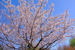 玉縄桜