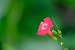 散歩の途中で。④