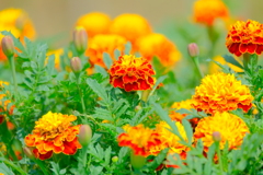 散歩の途中で。