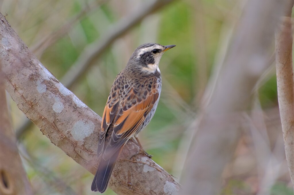 散歩の途中で。Ⅲ