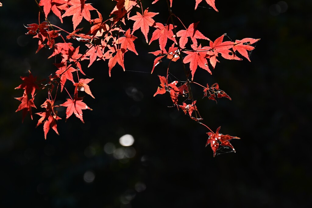 紅葉-4