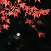 紅葉-4