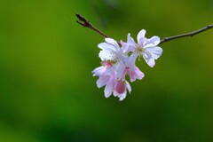 散歩の途中で。6