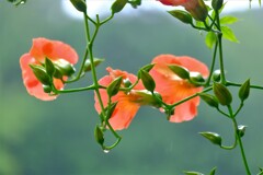 散歩の途中で。⑧