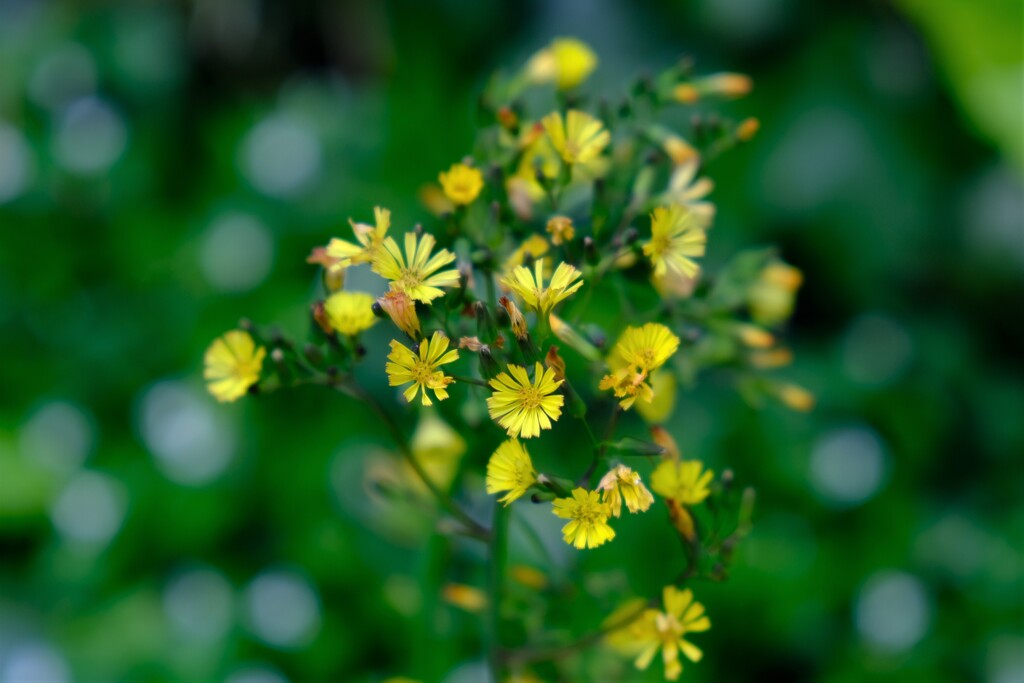 散歩の途中で。（７）