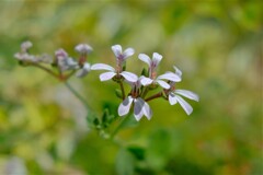 散歩の途中で。４