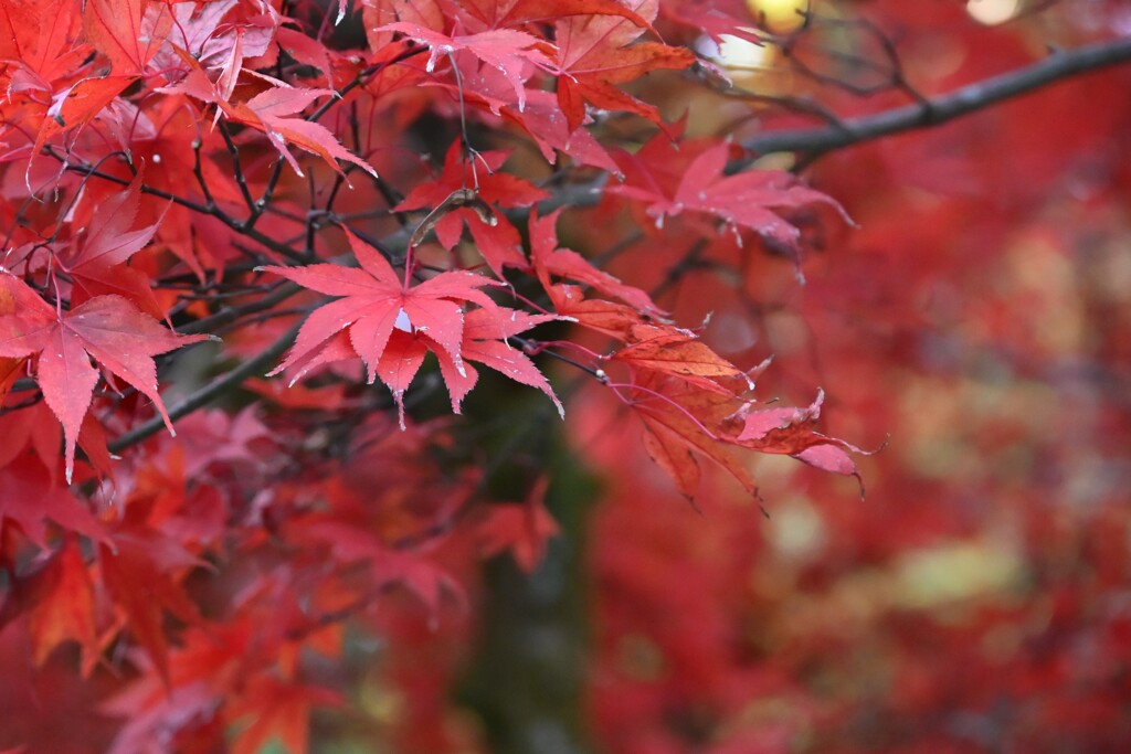 モミジ（大雄山 最乗寺）