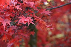 モミジ（大雄山 最乗寺）