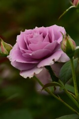 薔薇（４）