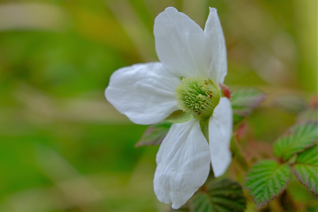 散歩の途中で。Ⅵ