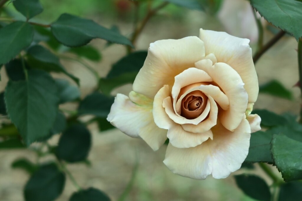 薔薇-３