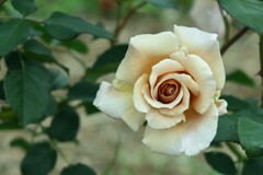 薔薇-３