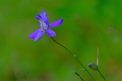 散歩の途中で。