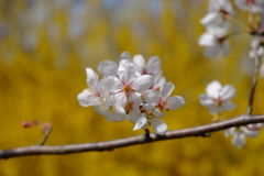 桜