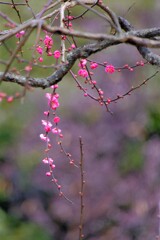 散歩の途中で。①