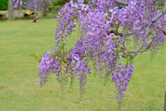 散歩の途中で。1