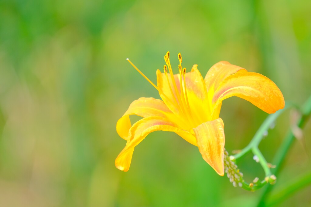散歩の途中で。