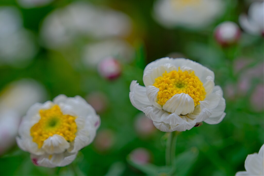 散歩の途中で。4