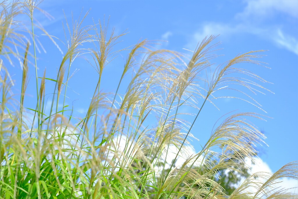 散歩の途中で。④