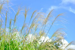 散歩の途中で。④