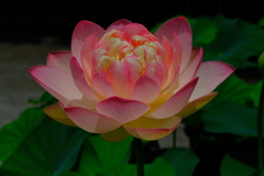 散歩の途中で。⑤