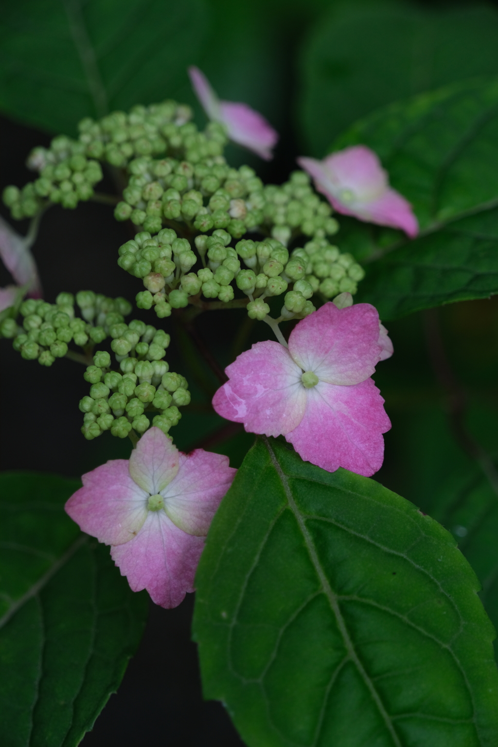 散歩の途中で。Ⅱ