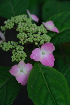 散歩の途中で。Ⅱ