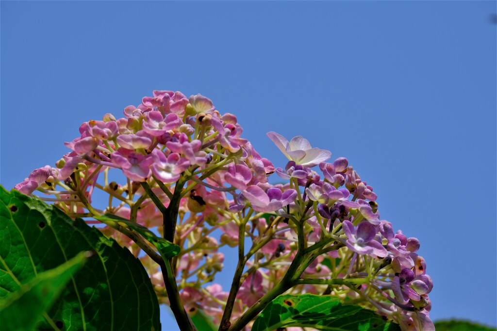 あじさい（４）