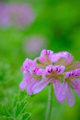 ローズゼラニウム