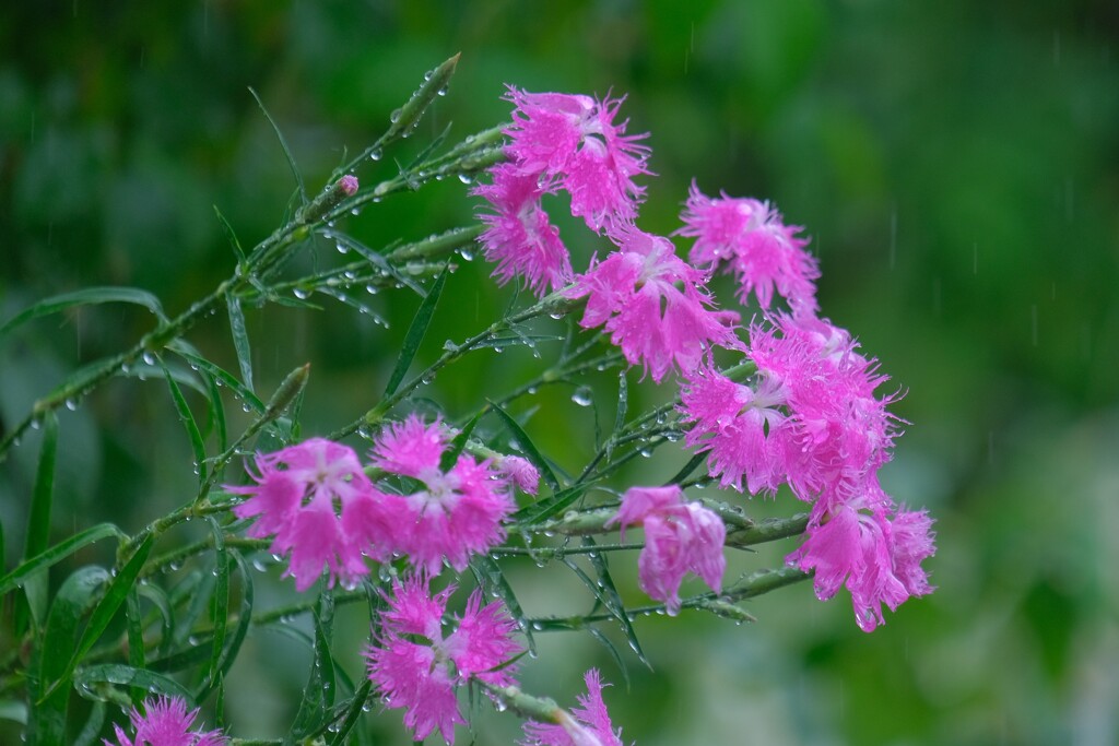 散歩の途中で。