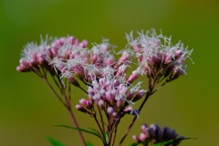 散歩の途中で。Ⅲ