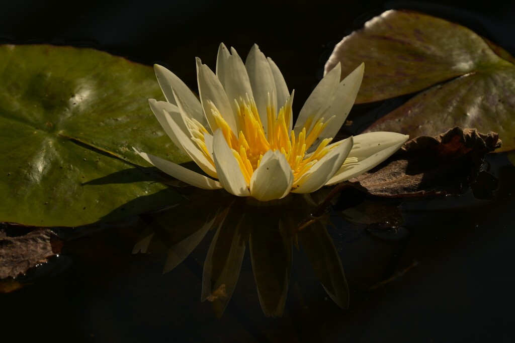 ネツタイスイレン