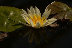 ネツタイスイレン