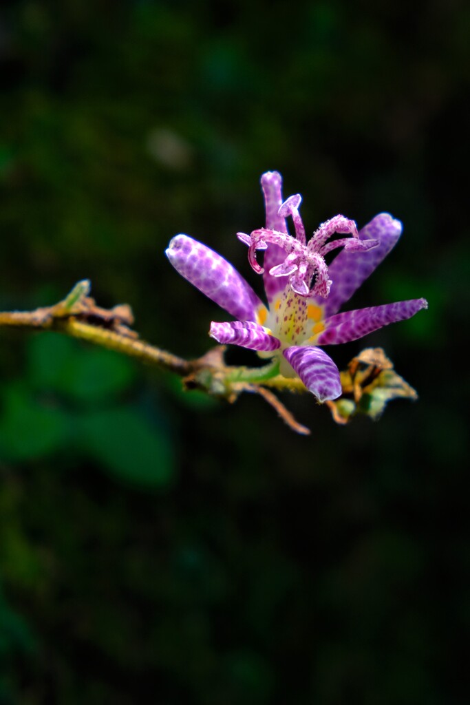 散歩の途中で。④