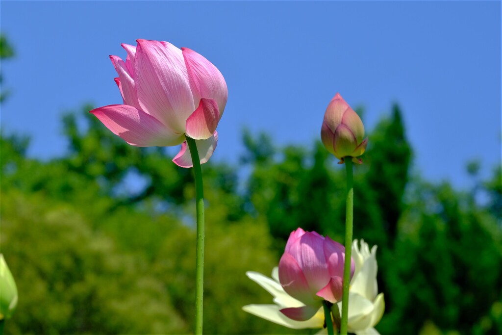 散歩の途中で。⑤