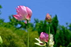 散歩の途中で。⑤